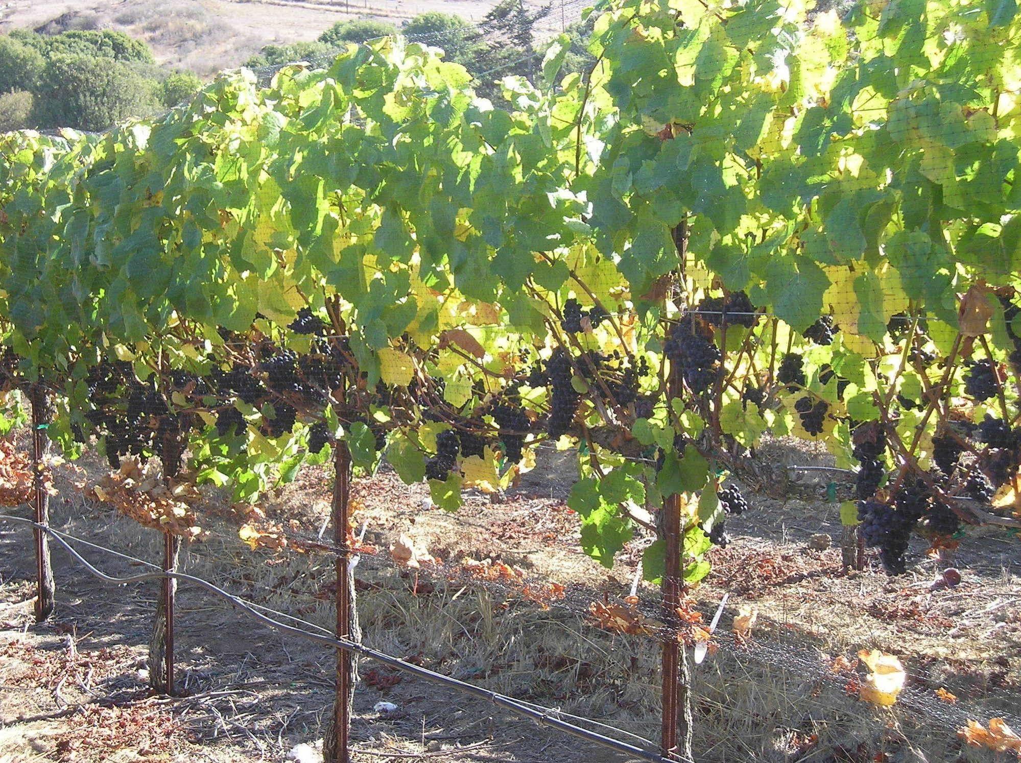 Point Reyes Vineyard Inn California City Exteriör bild